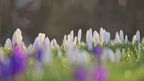 Green grass adorned with white crocuses in sunlight, soft wind brings springtime Stock Footage 299653656