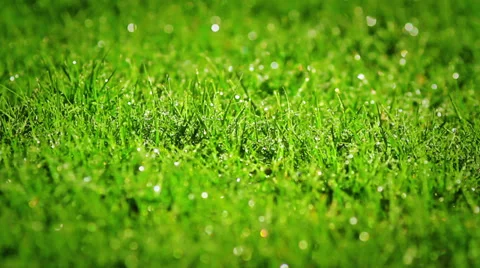 Green grass after the rain with diamonds of water drops Stock Footage 34371516