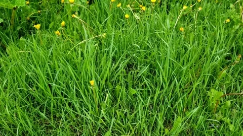 Green grass after the rain Stock Footage 242283559