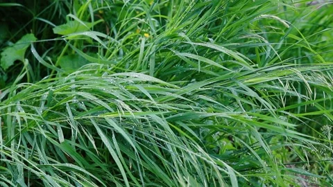 Green grass after rain or dew in the wind Stock Footage 133325545
