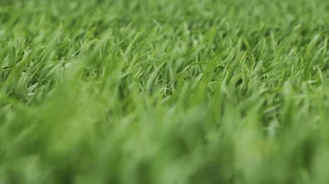 Green Grass After Rain In The Wind Video stock 49967855