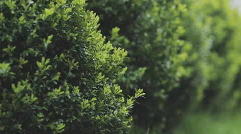Green grass after rain in the wind Stock Footage 49968903