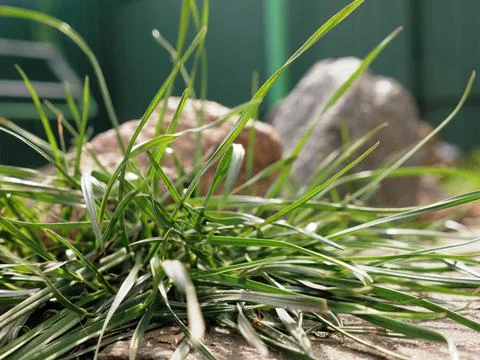 Green grass against the background of large stones, copy space, selective focus Stock Photos