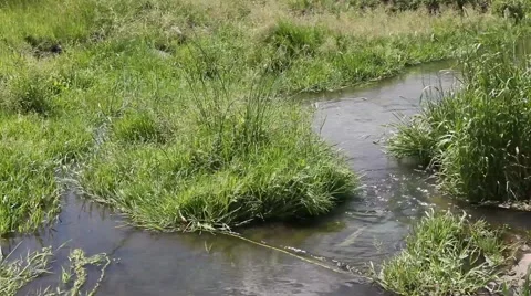 Green grass against a background of small stream Stock Footage 5963657