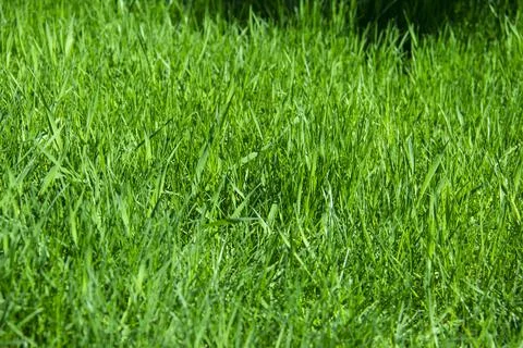 Green grass against background. A texture of the spring, summer green grass.  Stock Photos