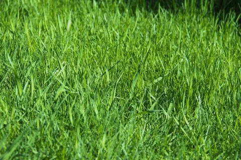 Green grass against background. A texture of the spring, summer green grass.  Stock Photos