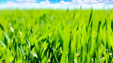 Green grass against a cloudy sky Stock Footage 125249733