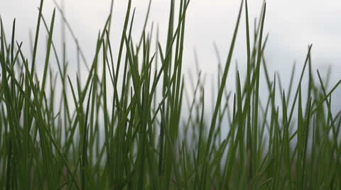 Green grass against the sky Stock Footage 24371016