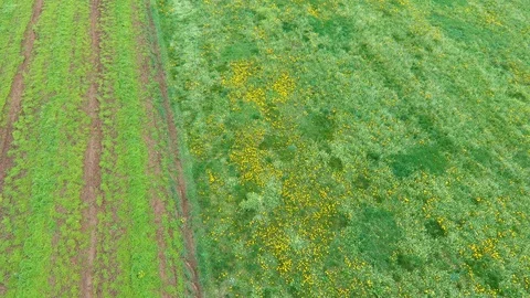 Green grass agriculture fields in springtime Stock Footage 88351392