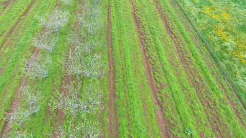 Green grass agriculture fields in springtime Stock Footage 88352628