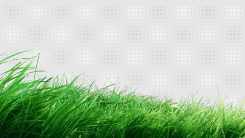 Green Grass Alpha Seamless Loop Stock Footage 316894661