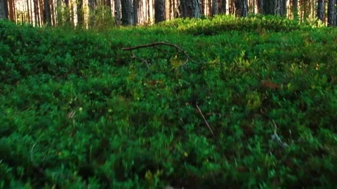 Green grass among the trees in the summer forest. Stock-Footage 202717636