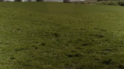 Green grass and alpine mountains, tilting up camera move Stock Footage 89572984