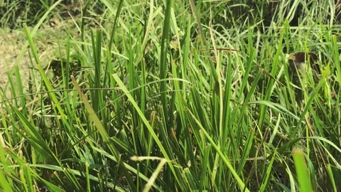 Green grass and background greeen grass Stock Footage 224867937