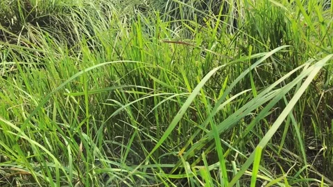 Green grass and background green grass (2) Stock Footage 224867859