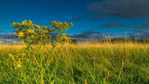 Green grass and blue sky Stock Photos