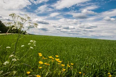 Green Grass and Blue Sky Stock Photos