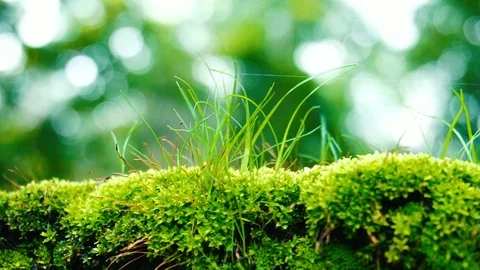 Green Grass and bokeh background Stock Footage 112991141