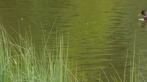 Green Grass And Bokeh Ducks Swimming In A Pond Stock Footage 80962066