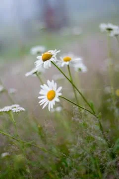 Green grass and chamomile flower on wind in warm summer day Stock Photos