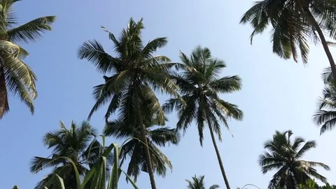 Green grass and coconut palms on a sunny day on Sri Lanka beach Stock Footage 71607761