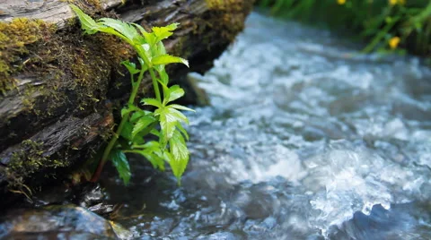 Green grass and creek Stock Footage 40339947