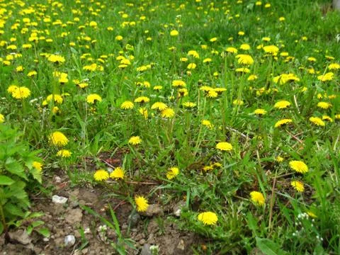 Green grass and dandelion Stock Photos