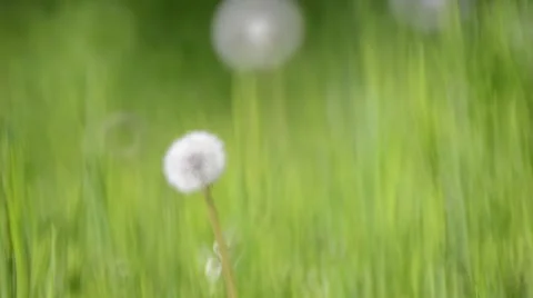 Green Grass and Dandelions Stock Footage 50377836