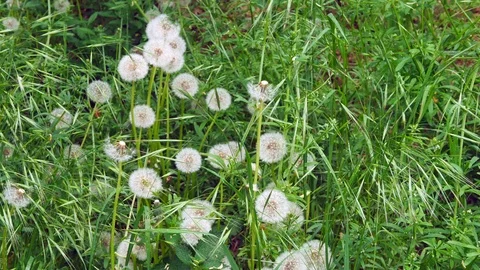 Green Grass And Dandelions Stock Footage 89684702