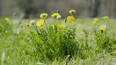 Green grass and dandelions Video stock 128743322