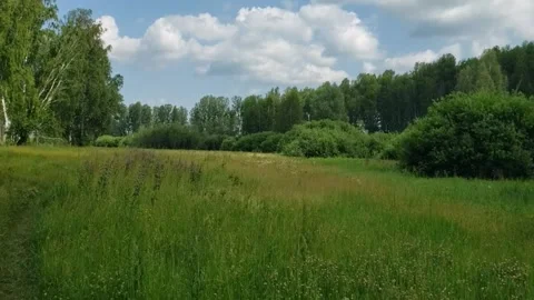 Green grass and dense forest Stock Footage 311422143