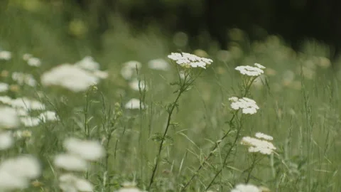 Green grass and  devils nettle plants 4K footage Stock Footage 246712854
