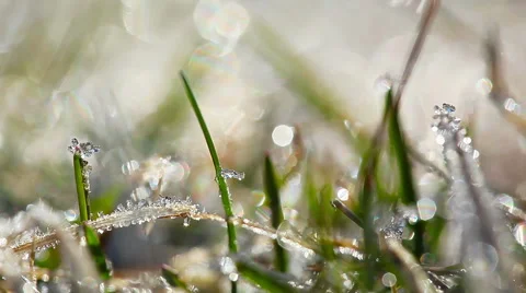 Green grass and dew drops frozen. timelapse. Stock Footage 47802879