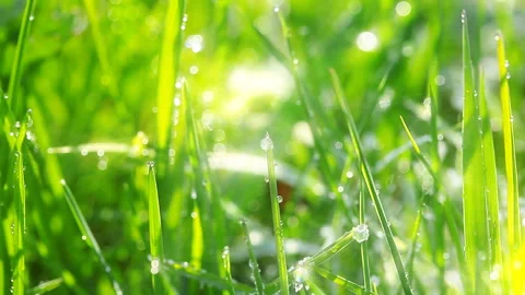 Green grass and dew drops frozen. timelapse. Stock Footage 104624302