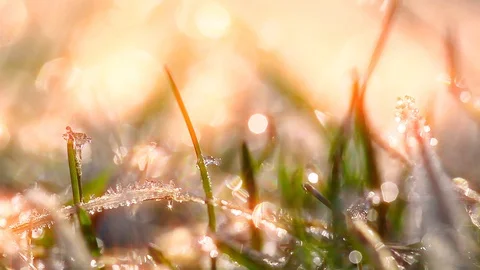 Green grass and dew drops frozen Stock Footage 105878603