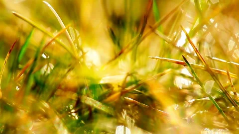 Green grass and dew drops frozen. timelapse. Stock Footage 124207289