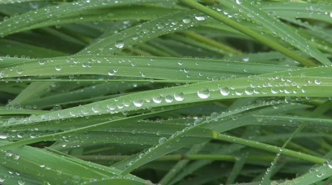 Green grass and dew Stock-Footage 855289