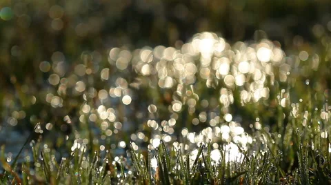 Green grass and drops of dew Stock Footage 3242290
