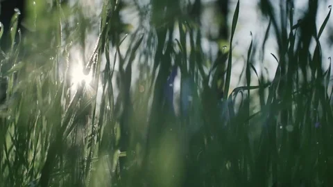 Green grass and drops of morning dew Vídeos de archivo 81226053