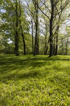 Green grass and the first spring foliage on the trees in the park, beautifu.. Stock Photos