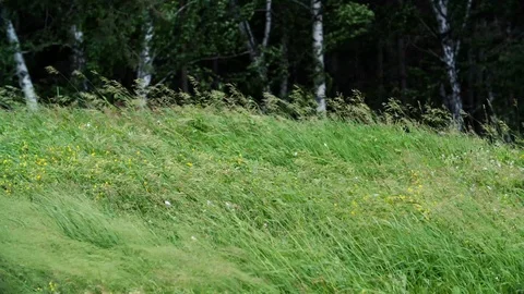 Green grass and forest are bent by strong wind Vídeos de archivo 96474155