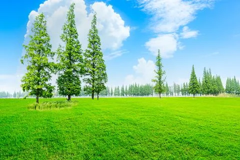 Green grass and forest in spring season. Stock Photos