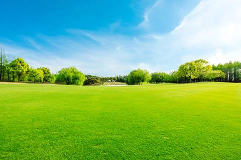 Green grass and forest in spring season. Stock Photos