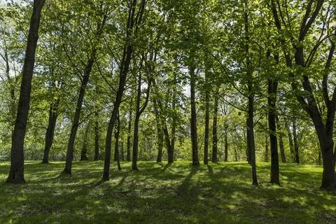 Green grass and green foliage on maple trees in the spring season, landscape  Stock Photos