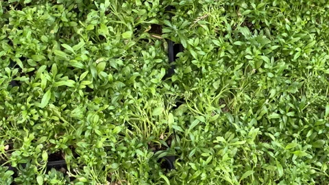 Green grass and herbage Stock Footage 197010769
