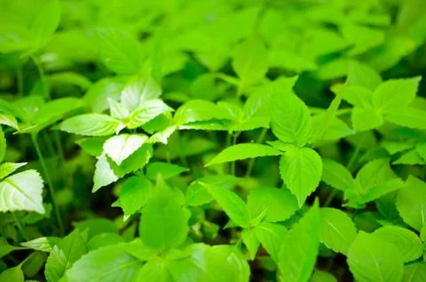 Green grass and leaf background Stock Photos