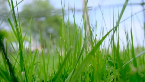 Green grass and low angle view of a judas tree Stock Footage 154663203