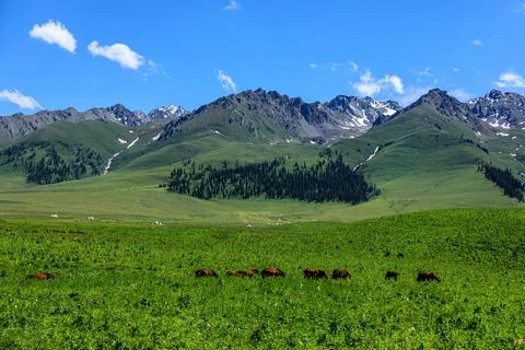 Green grass and mountain natural scenery in Xinjiang. Stock Photos