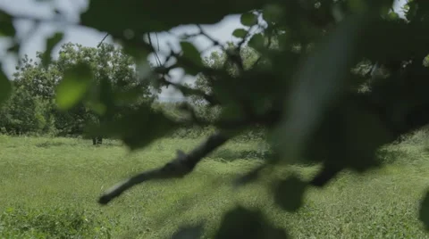 Green grass and oak trees 스톡 동영상 43862923