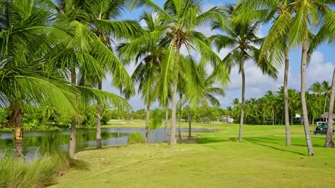 Green grass and palm trees on a golf course. Vídeo Stock 340383015